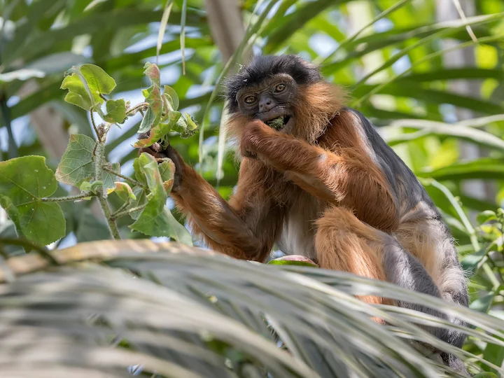 Preuso raudonasis kolobusas (Piliocolobus preussi)
