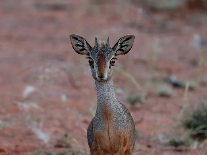Silverfärgad dikdik (Madoqua piacentinii)