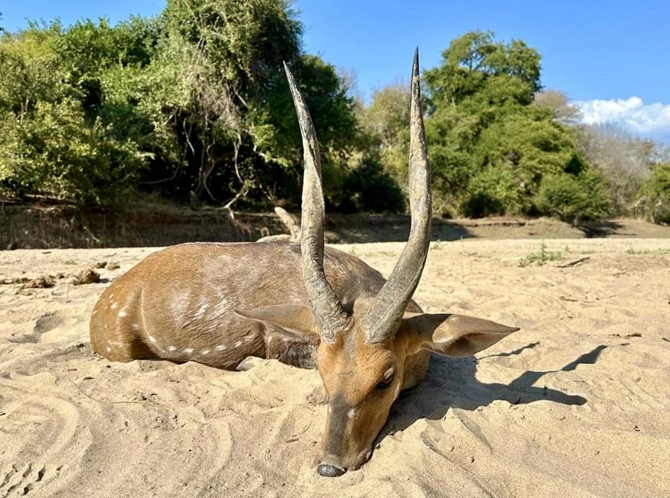 Bushbuck Hunting in Africa: season, methods, place, price. A Comprehensive Hunter's Guide

The bushbuck ( Tragelaphus scriptus ) is a widely distributed and adaptable ant