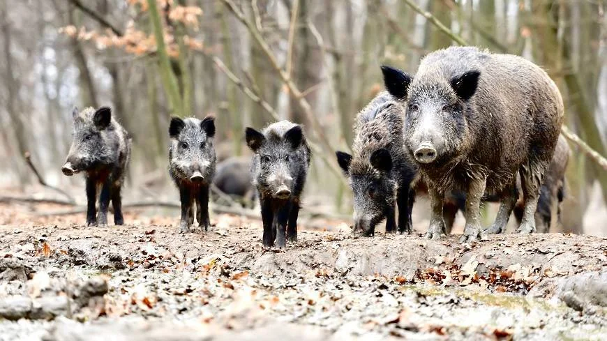 Wild Boar Control Hunting in Sweden Becomes Easier Under New Regulation