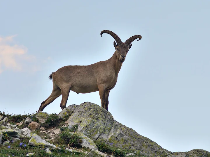 Kaukasische Steinbock (Westkaukasischer Steinbock) (Capra caucasica)