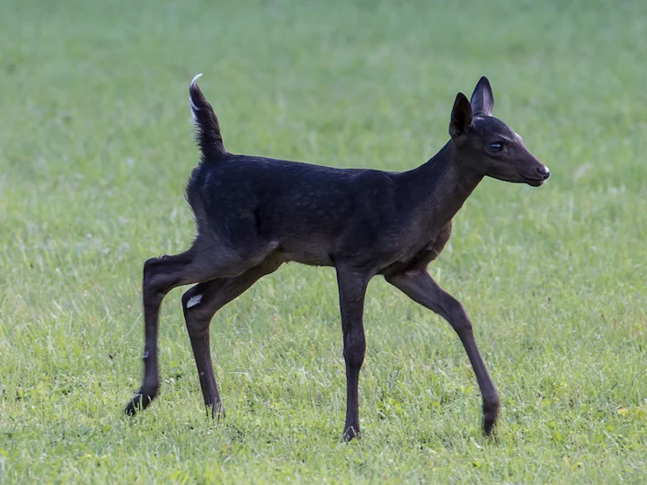 Weißwedelhirsch (Virginia-Wapiti) (Odocoileus virginianus texanus)