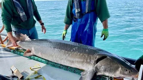 Рыбаки поймали рекордного озерного осетра весом 57 килограммов
В американском штате Мичиган выловили рекордного озерного осетра.
Сотрудники Департамента природных ресурсо