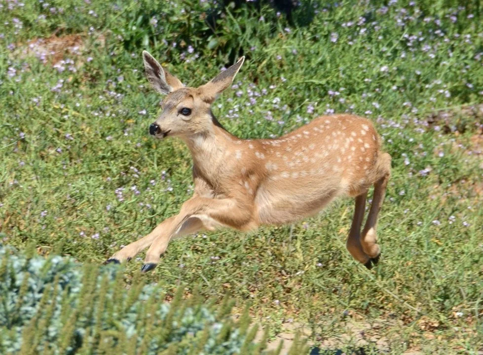 Колумбийски черноопашат елен (Колумбийски мулест елен) (Odocoileus hemionus columbianus)