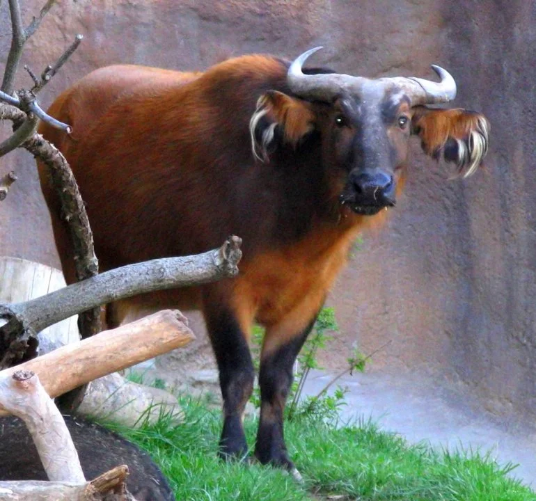 Skogbuffel (Dvergbuffel)