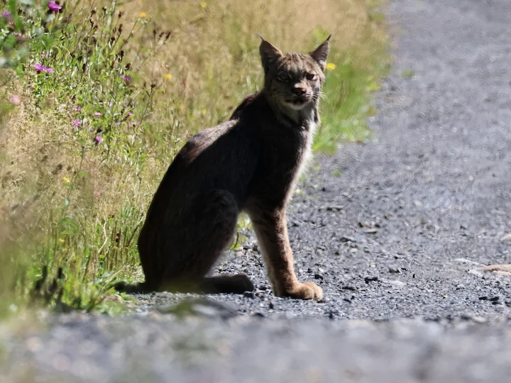 Lince del Canada