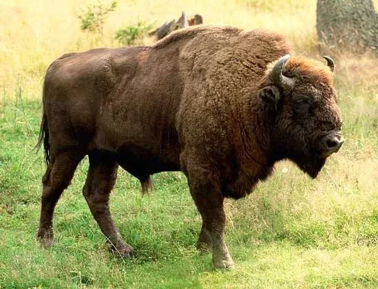 Na evropski celini je bizon največji in najtežji predstavnik kopenskih sesalcev. Ta žival je zadnji evropski predstavnik divjih bikov. Njegova dolžina doseže tri metre, v