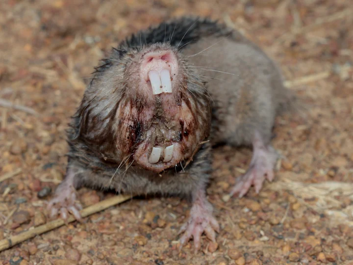 Micklem se molrat