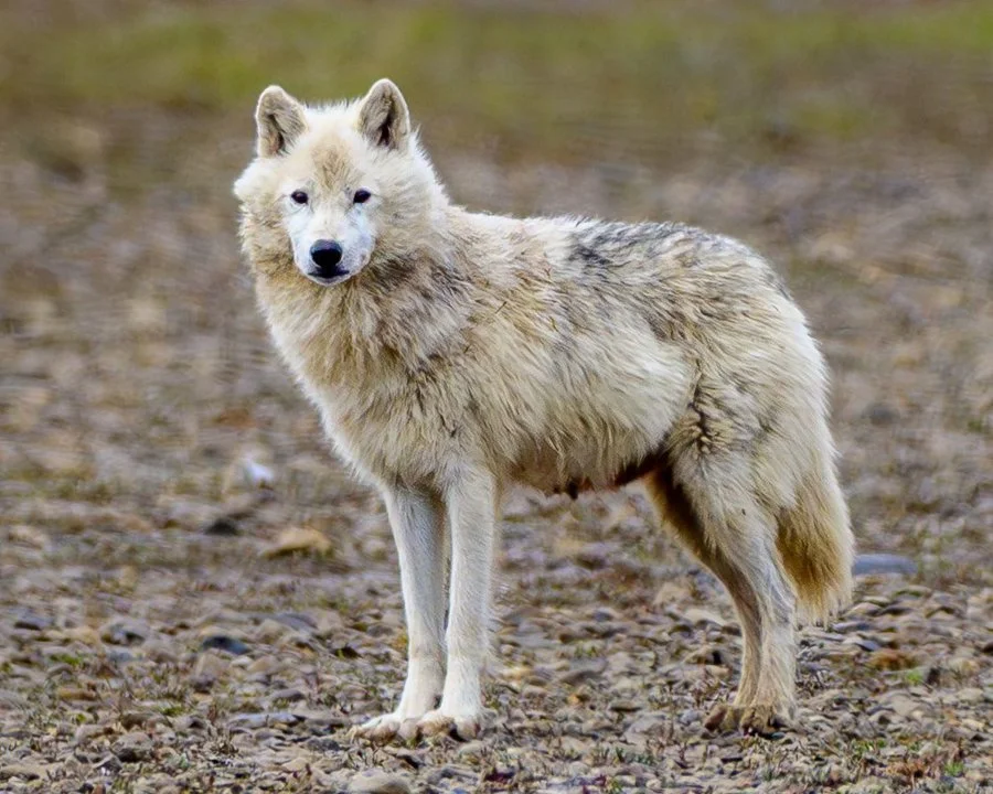 Photo of Կարմիր գայլ (Արկտիկական գայլ) (Canis lupus arctos)