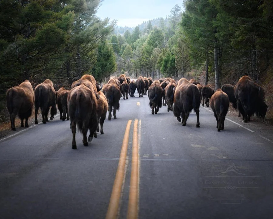 The Yellowstone Travelers,
Wandering an unexpected path.
Through the seasons of rain amongst the greens, bright sunshine of warmth, fallen leaves of gold, and darkness h