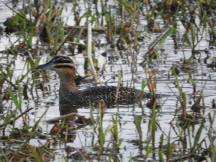 Maskirani ronilac (Nomonyx dominicus)