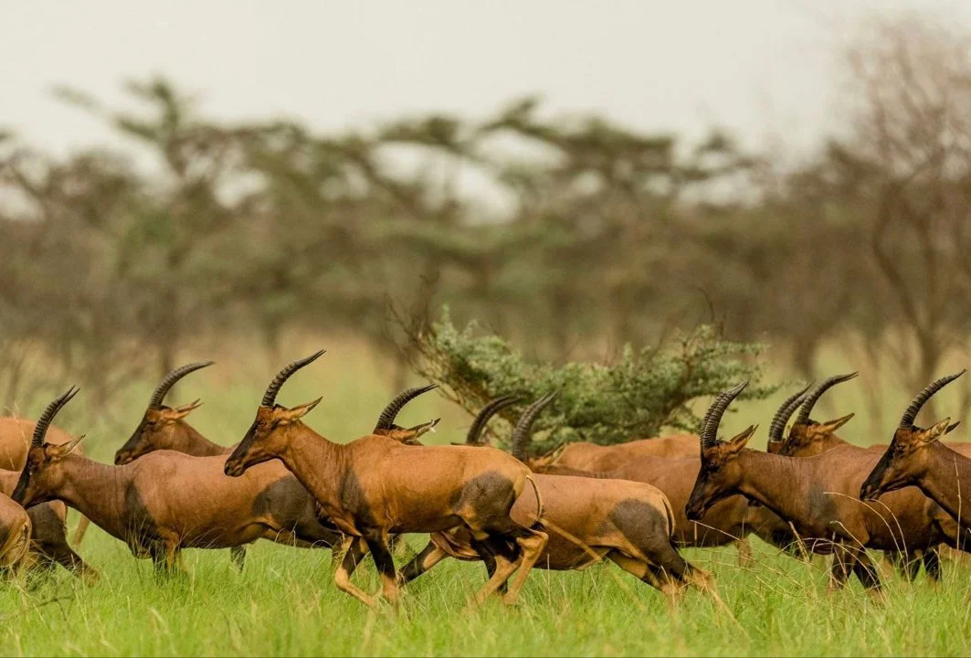South Sudan Wildlife Crisis: Can the World's Largest Migration Coexist with Resident Species?
South Sudan's massive animal migration threatens resident buffalo, oryx & o