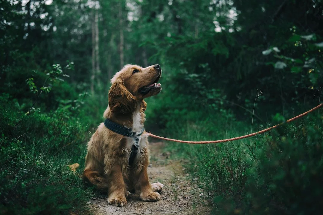 Leinenpflicht Brut- und Setzzeit 2026: Das müssen Jäger und Hundehalter wissen

Brut- und Setzzeit 2026 startet. Leinenpflicht für Hunde in Deutschland. Bußgelder, Ausnah