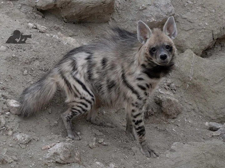 Ճանապարհային բորենի (Բորենի) (Hyaena hyaena), 1 of 3
