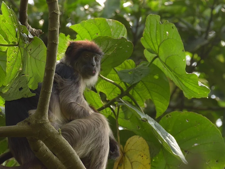 کولوبوس خاکستری قرمز (Piliocolobus tephrosceles)