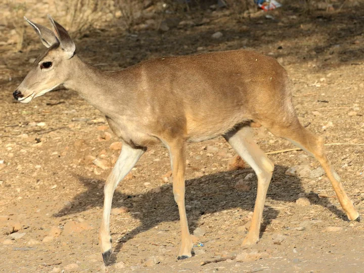 Weißwedelhirsch (Coues-Hirsch) (Odocoileus virginianus couesi)