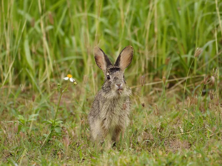 Kinesisk hare (Formosahare) (Lepus sinensis formosus)
