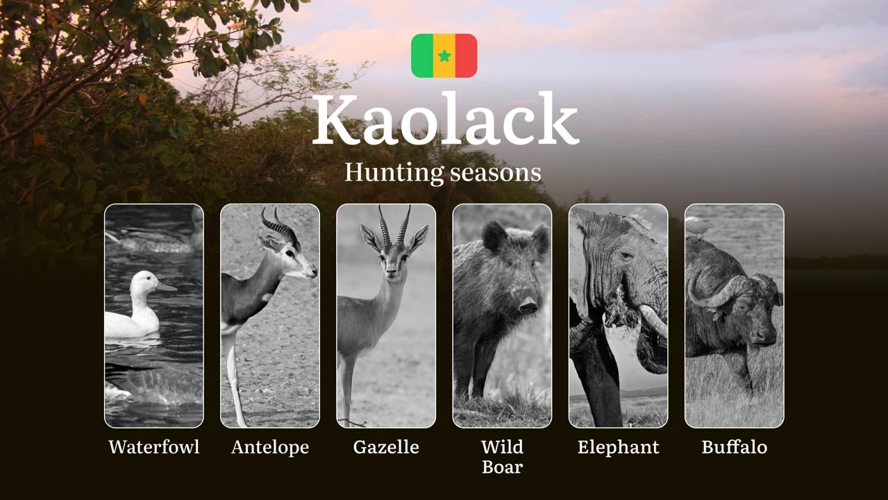 Seasons of Hunting in Senegal, the KAOLACK Region: Time and Dates, Restrictions and Prohibited Species, Tips for Choosin…