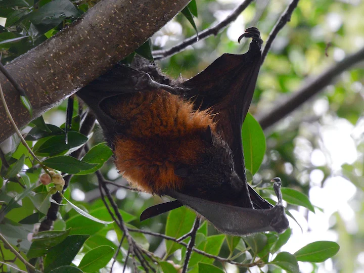Palau Flying Fox (Peleliu Flying Fox) (Pteropus mariannus pelewensis)