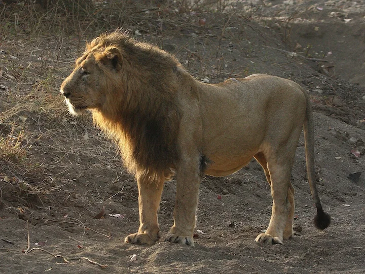 Löwe (Afrikanischer Löwe) (Panthera leo leo)