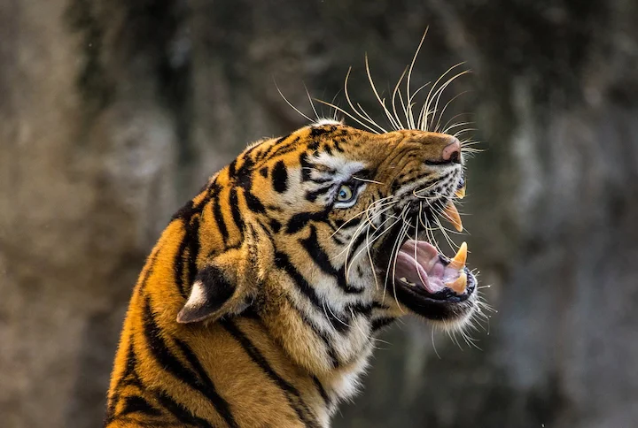 Бенгальский тигр: величественный хищник джунглей 🐅.