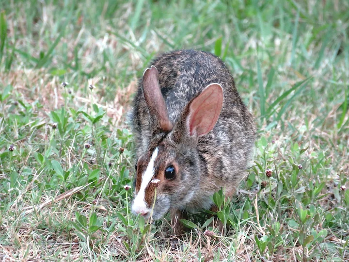 Moeraskonyn (Sumpkonyn) (Sylvilagus aquaticus), 2 of 3