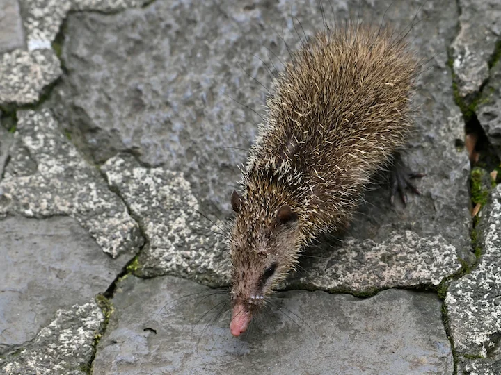 Stertlose tenrek