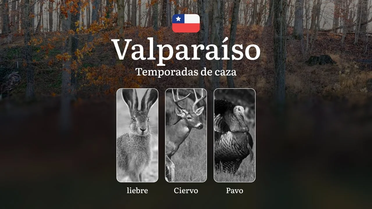 Región de Valparaíso: Temporadas de caza en Chile — épocas, licencias y normas para una caza exitosa, características estacionales y prohibidas
Cómo se regulan las tempo
