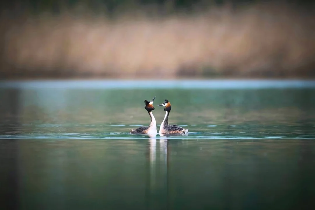Wildvögel sterben massenhaft: Vogelgrippe und Kältewelle dezimieren Kraniche, Enten und Schwäne