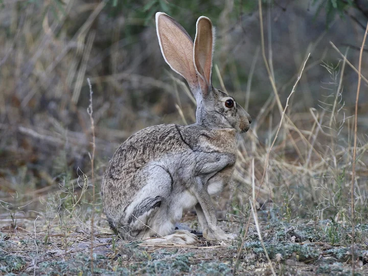 Lepre antilope
