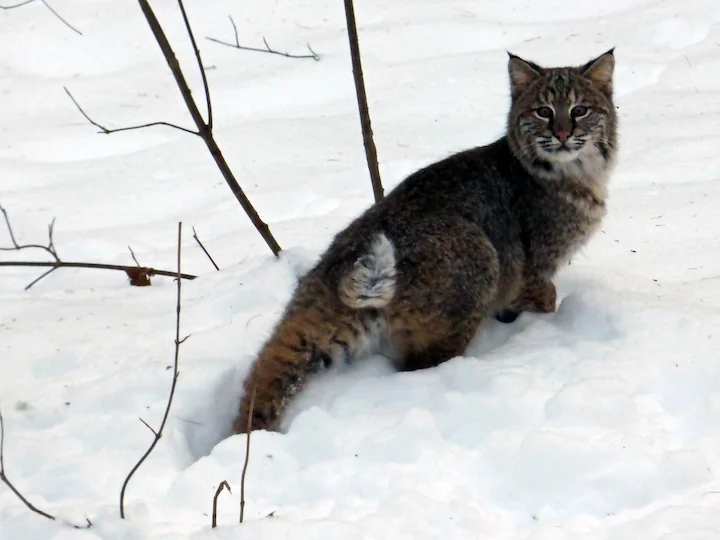 Lince rossa