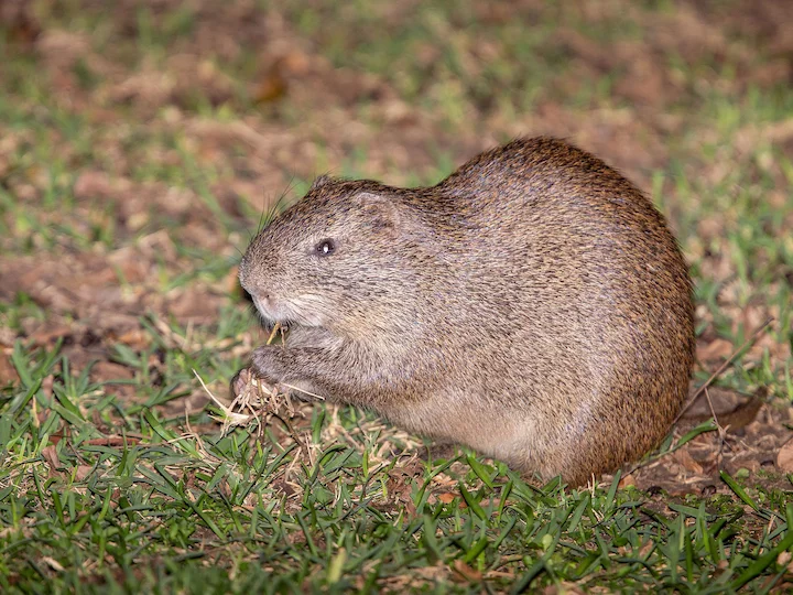Greater Cane Rat (Cane cutter, Grasscutter) (Thryonomys swinderianus)