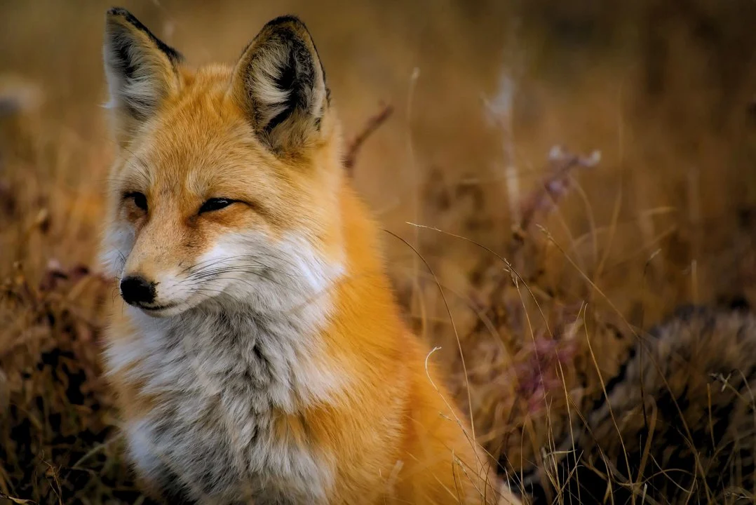 So viele Jäger gab es noch NIE in Deutschland! 

Die Jagdlandschaft in Deutschland verändert sich drastisch. Aktuelle Meldungen des Deutschen Jagdverbandes (DJV) und regi