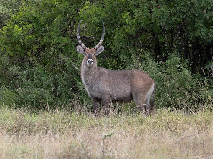 Դեֆասա ջրային անտիլոպ (Դեֆասա) (Kobus ellipsiprymnus defassa), 3 of 3
