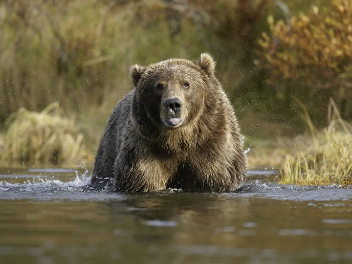 Կոդիակյան արջ (Կոդիակի արջ) (Ursus arctos gyas), 3 of 3