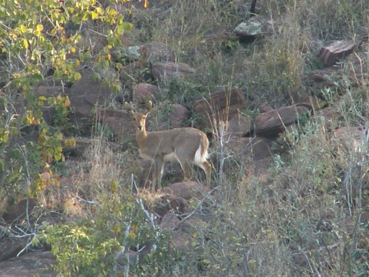 Riedbuck montano