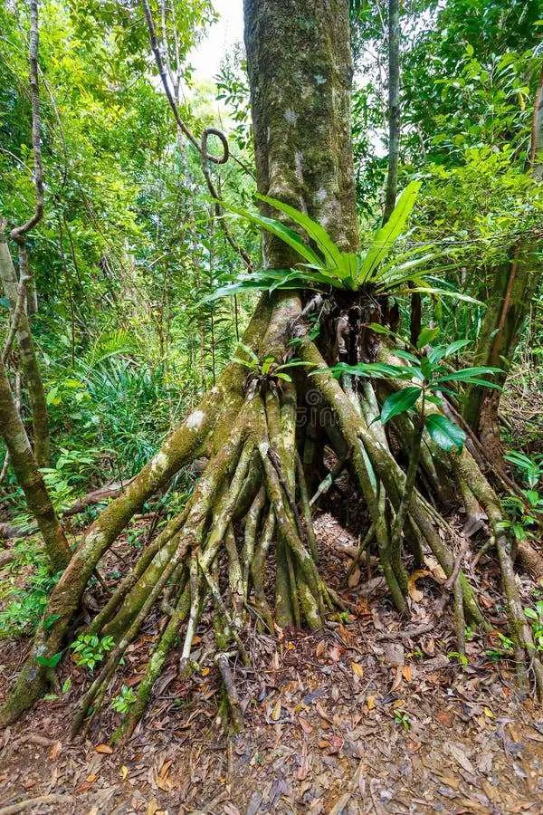 Measuring biodiversity in a world of tree-planting pledges