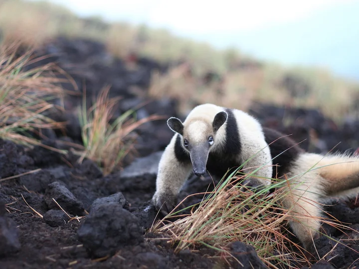 Noordelike tamandua