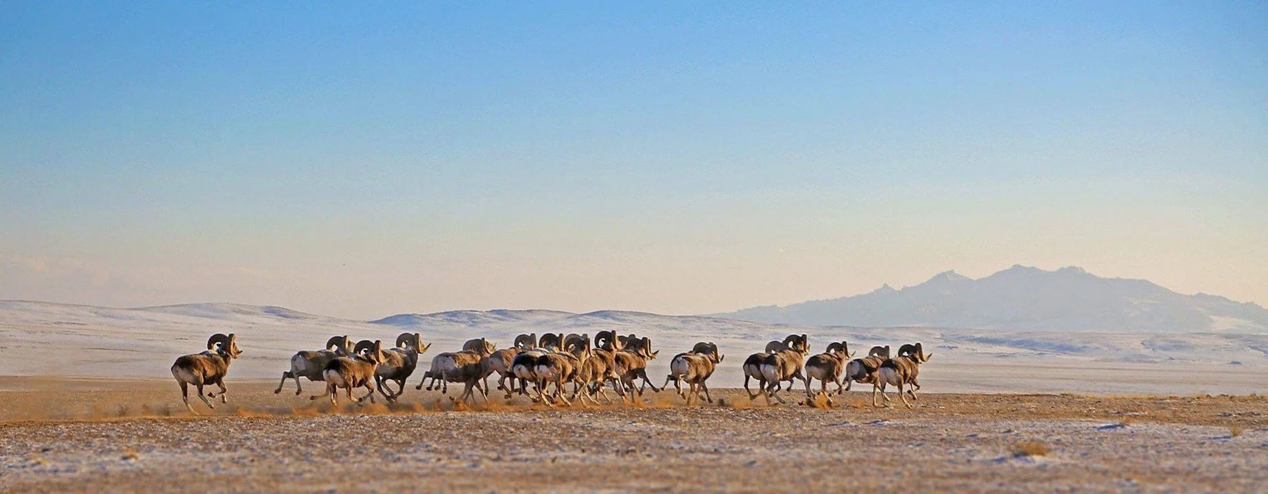 Darkhan-Uul Province: A Hidden Hunting Gem with big game in Northern Mongolia, hunting seasons, Demographics, Associatio…