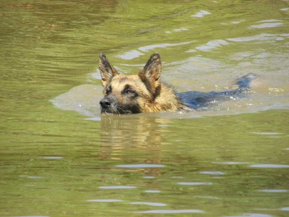 Un chasseur se noie tragiquement en tentant de sauver son chien en Charente