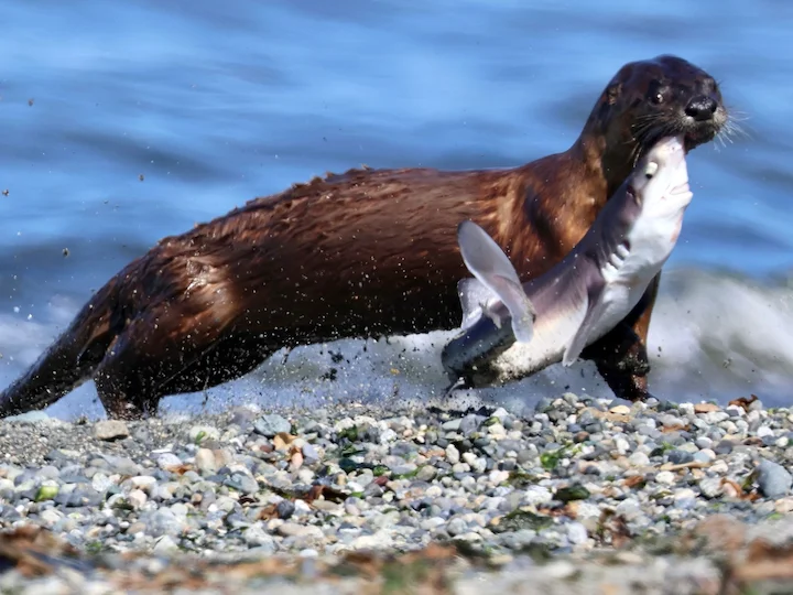 Կանադական սկյուռ (Ջրասկյուռ) (Lontra canadensis), 2 of 3
