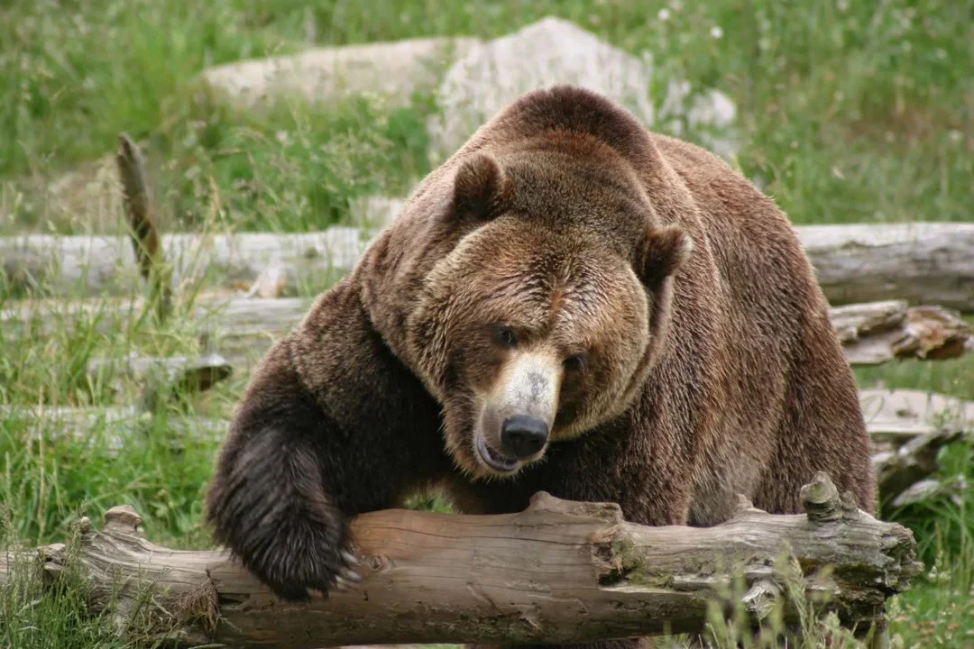 Եվրոպական սուրճ (Սուրճ) (Ursus arctos arctos), 3 of 3