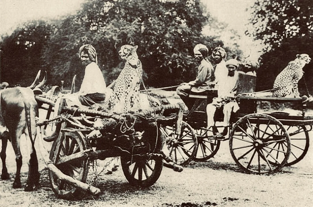 The Cheetah Hunt in India: When Royalty Ran with the Fastest Predator on Earth  