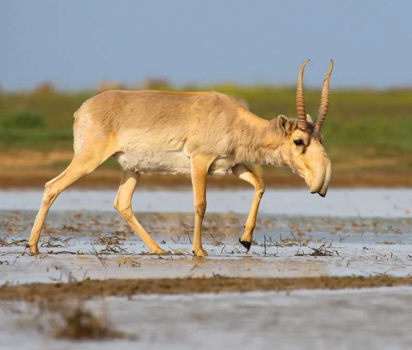 Սայգա (Սայգա անտիլոպ) (Saiga tatarica), 3 of 4