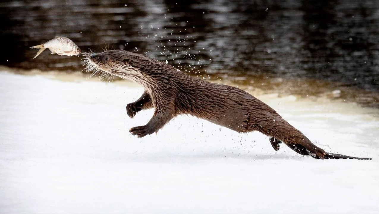 Otters and Sea Eagles OFF the Red List! Big Swedish Conservation News for Hunters & Anglers
BREAKING for hunters & nature lovers: Otter and sea eagle populations RECOV