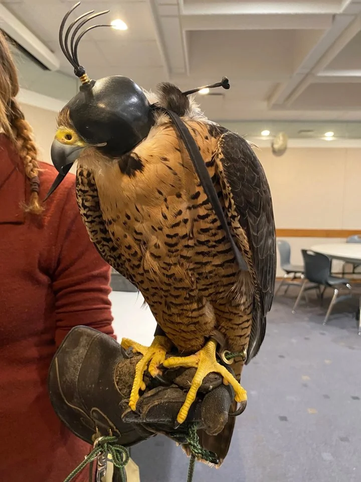 The history of falconry in Saskatchewan dates back to the 1950s when the Saskatchewan Falconry Association was formed