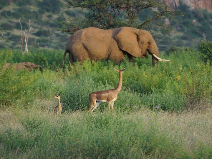 Gazzella giraffa
