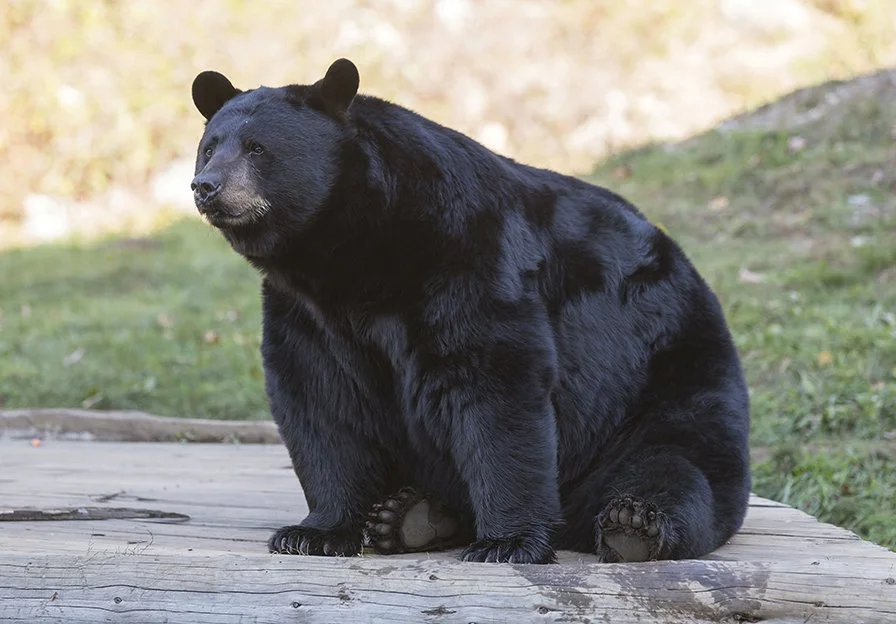 Ամերիկյան սև արջ (Սև արջ) (Ursus americanus), 3 of 3