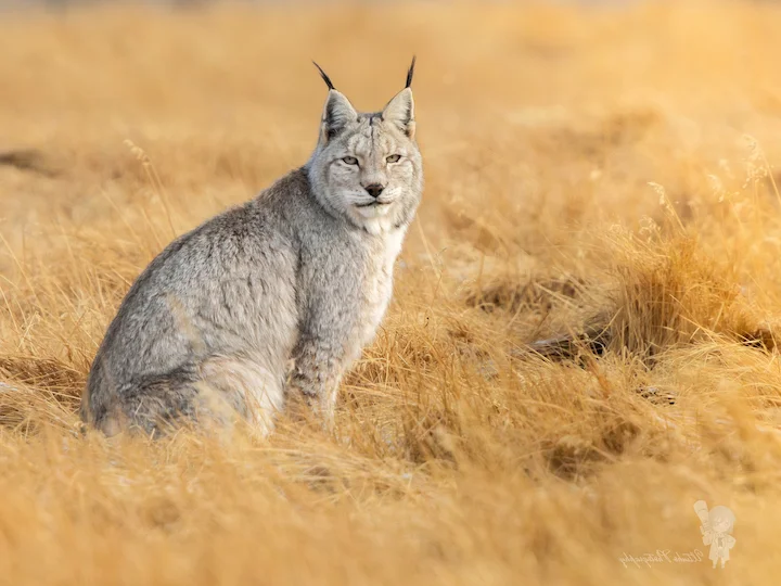 Иберийска рис (Изабелинова рис) (Lynx lynx isabellinus)