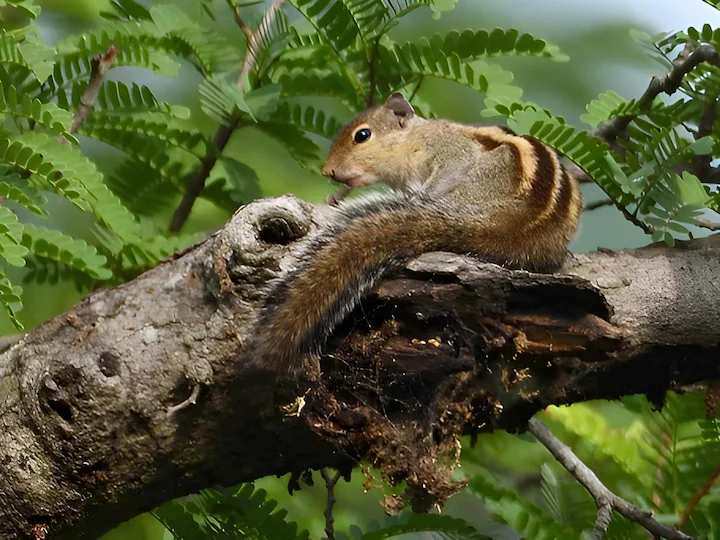 Հնդկական սկյուռ (Պալմային սկյուռ) (Funambulus palmarum), 2 of 3